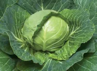 Фото Голден Кросс F1 / Golden Cross F1