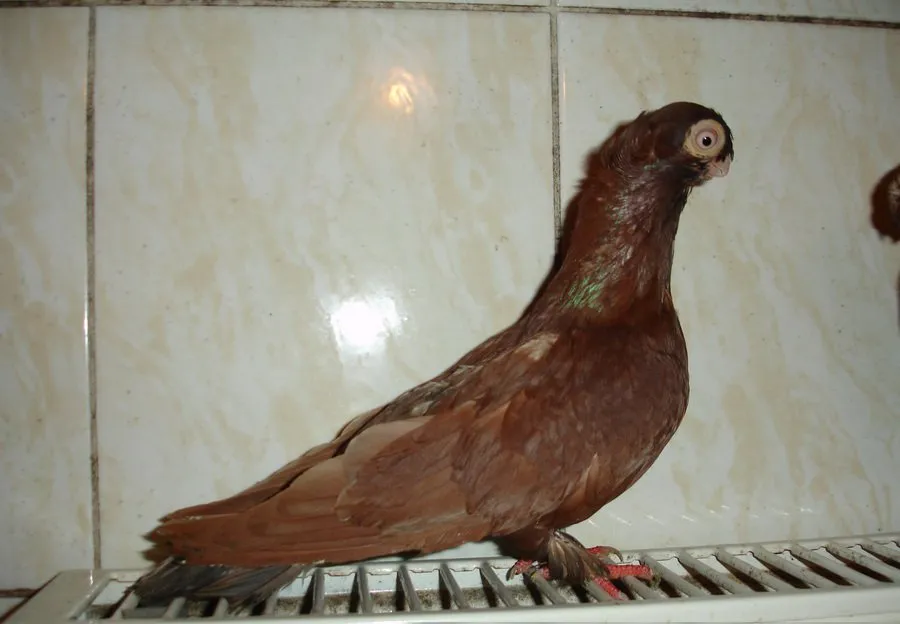 Бєльцький двохчубий