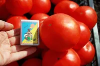 Фото Арнольд F1 (INX 1577 F1)