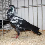 Фото Вальдвіертельський дутий