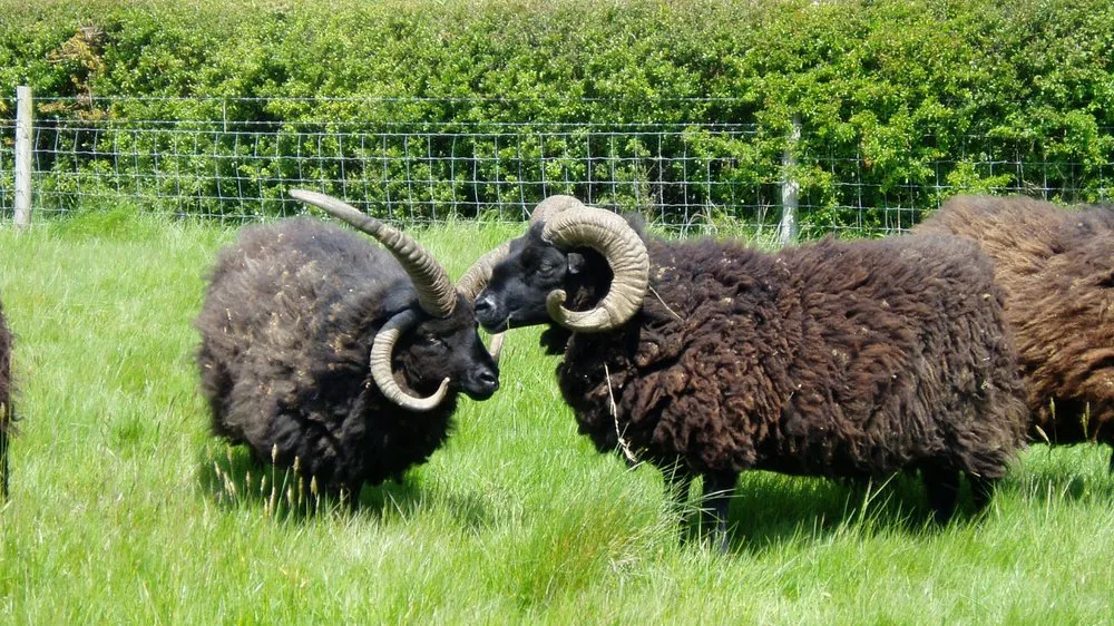 Гебрейська (Hebridean)