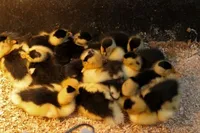 Фото Сорока