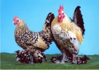 Фото Лохмонога Бентамка