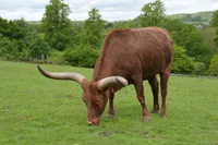 Фото Ватуссі