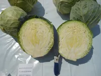 Фото Нахаленок F1