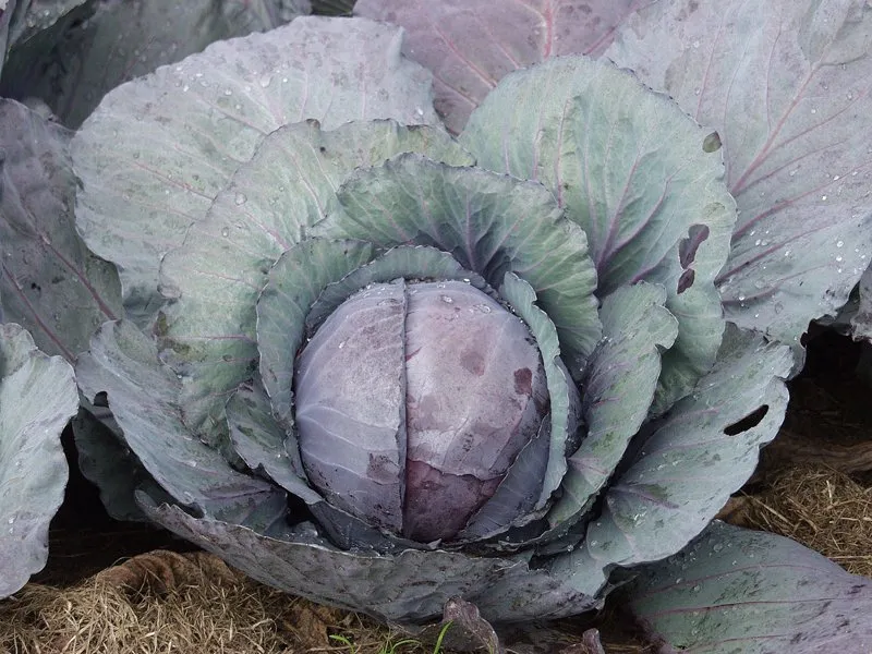 Редскай F1 / Redsky F1