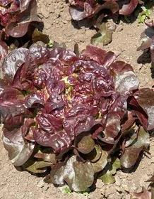 Сорти салату Вулсіні / Vulsini