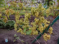 Фото Мускат Літній