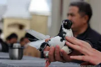 Фото Бєльцький двохчубий