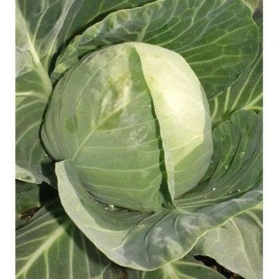 Увертюра F1 / Uvertyura F1