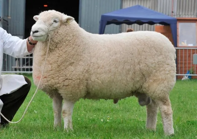 Девонська (Devon Closewool)