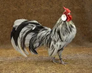 Фото Бентамка з трояндоподібним гребенем