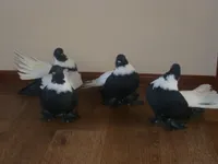 Фото Троїцькі білошиї