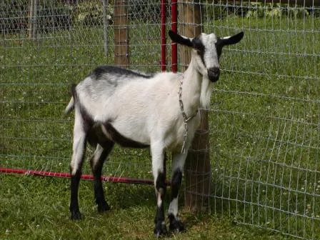 Альпійська