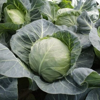 Хонка F1 / Honka F1