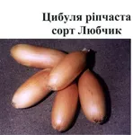 Фото Любчик