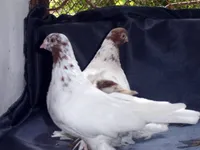 Фото Бухарський бійний