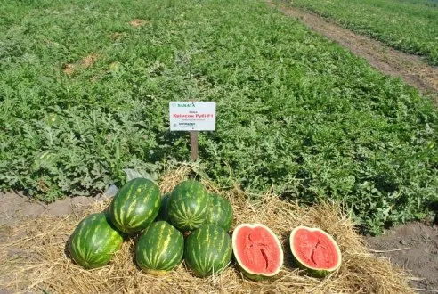 Кримсон Рубі F1