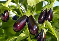 Фото Балагур