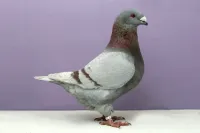 Фото Американський Гомер (Гігантський Гомер)