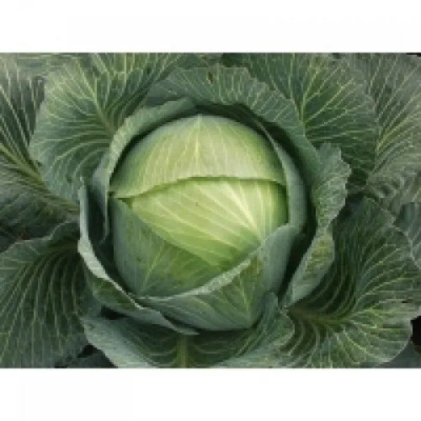 Балбро F1 (Balbro F1) / Бурбон F1 (Bourbon F1)