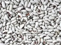 Фото Продаж високоякісної квасолі з доставкою