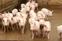 Фото Болгарська біла