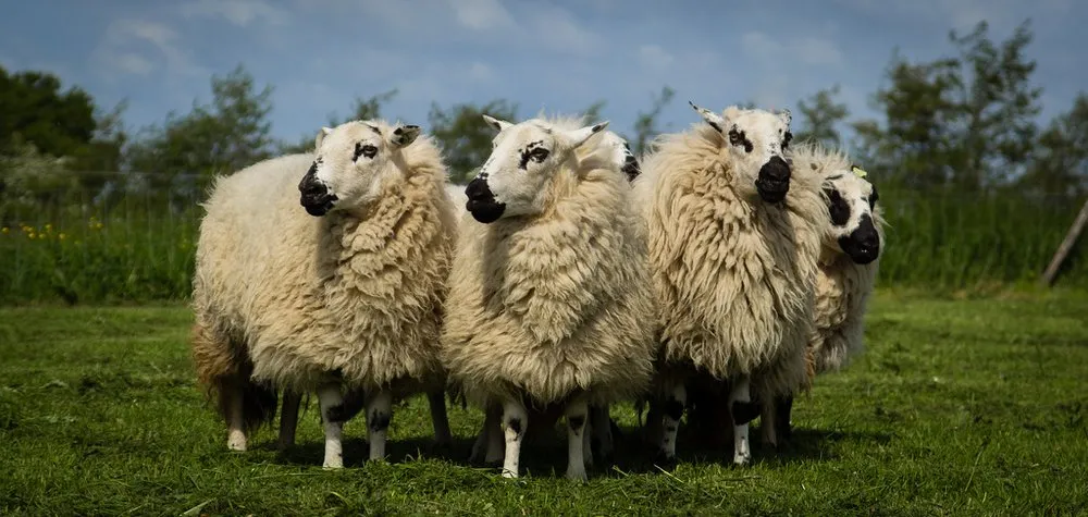 Вельський Хіл з Гарним Обличчям (Welsh Hill Speckled Face)