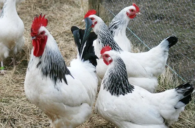 Адлерська срібляста