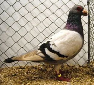 Породи голубів Індіан