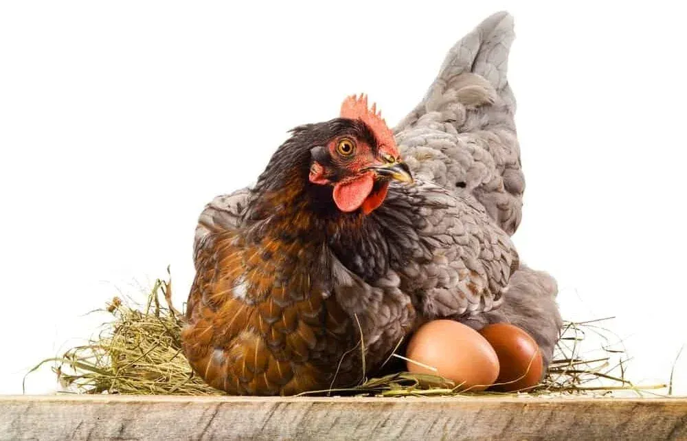 Топ 10 порід курей яєчного напрямку
