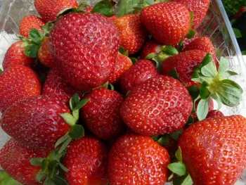 Сорти полуниці Камароза (Camarosa)