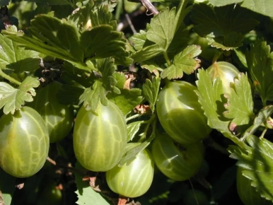 Уральський смарагд