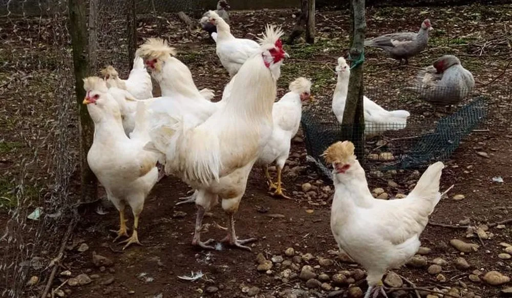 Польверара