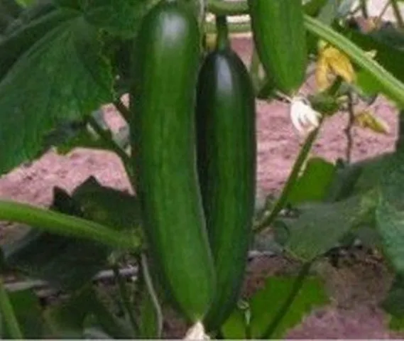 Паладінка F1 / Paladinka F1