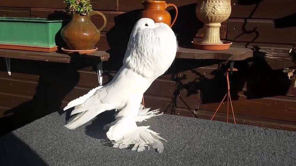 Померанський дутий