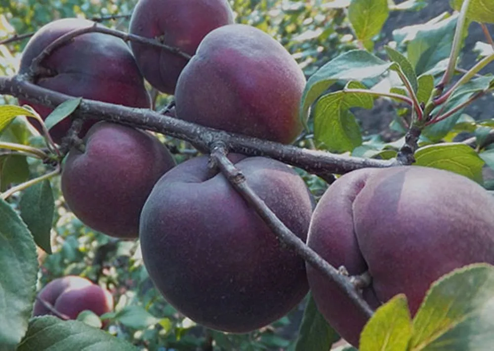 Чорний оксамит