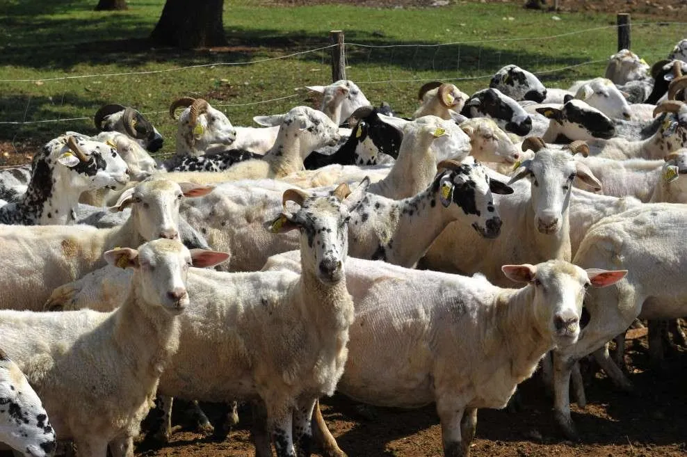 Істрійська молочна (Istrian Milk)