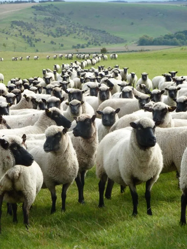 Ланвеног (Llanwenog)