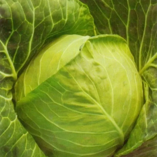 Золотий акр