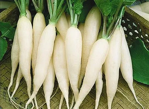 Біла бурулька