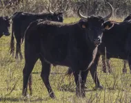 Фото Камарзька