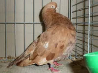 Фото Англійський короткодзьобий турман