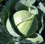 Фото Каунтер F1 / Kaunter F1