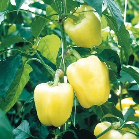 Б'янка F1 / Bianca F1