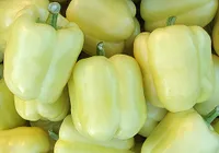 Фото Блонді F1 / Blondy F1