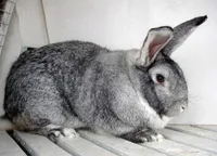 Фото Шиншила радянська