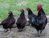 Фото Род-Айленд