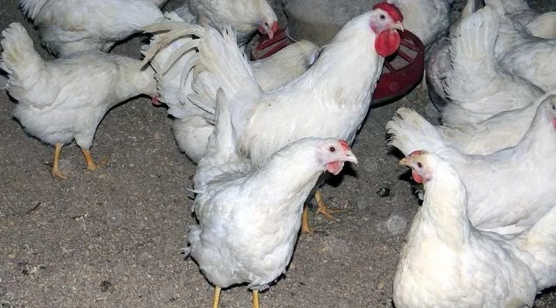 Московська Біла курка