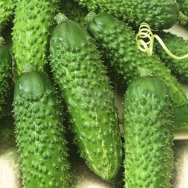 Сонада F1 / Sonada F1